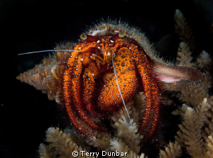 large hermit crab, very accomadating, he/she just sat the... by Terry Dunbar 